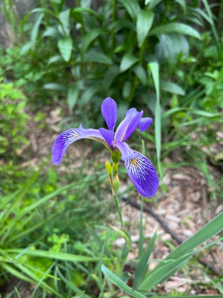 Blue flag iris growing in its natural habitat